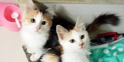 小猫咪断奶后的饮食指南(如何为刚断奶的小猫咪提供健康的饮食)