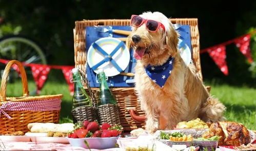 断奶宠物饮食指南