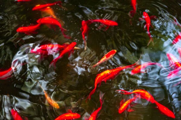 金鱼怎么养?看完就知道了