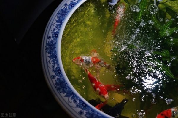 金鱼怎么养?看完就知道了