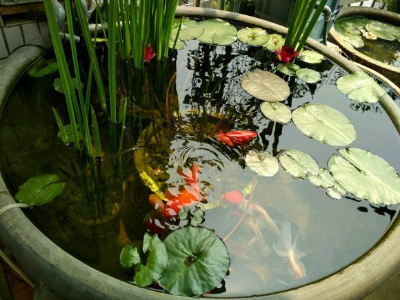 金鱼怎么养?看完就知道了