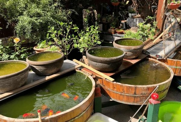 金鱼怎么养?看完就知道了