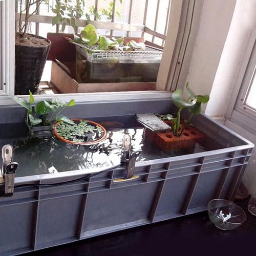 金鱼怎么养?看完就知道了