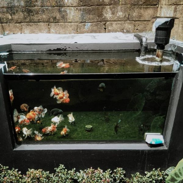 金鱼怎么养?看完就知道了