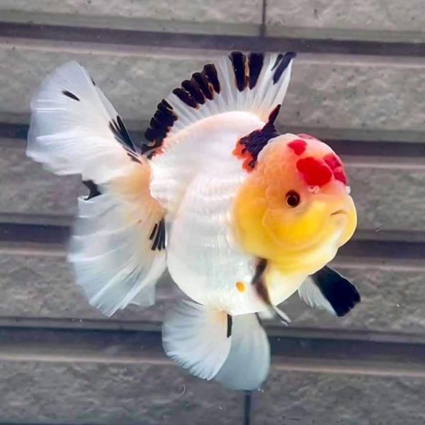 金鱼怎么养?看完就知道了