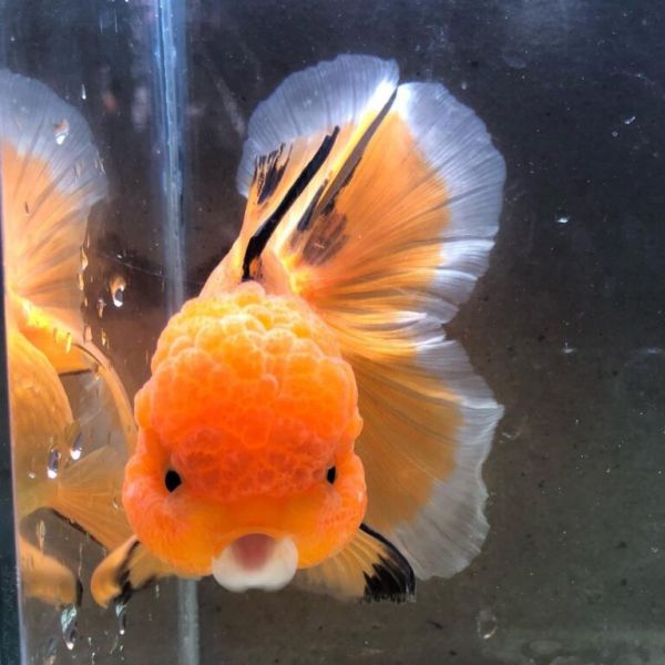 金鱼怎么养?看完就知道了