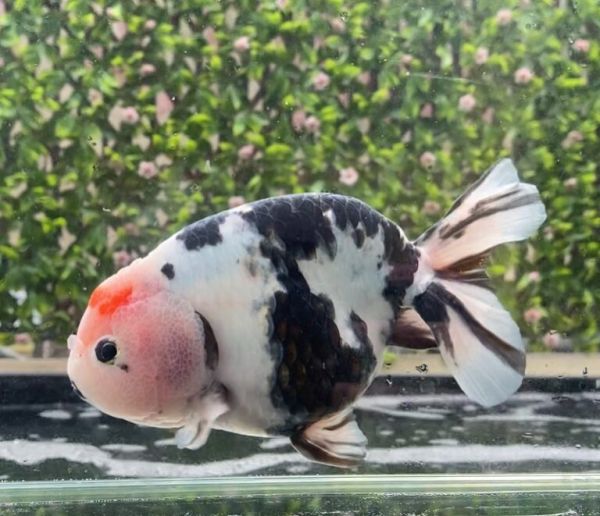 金鱼怎么养?看完就知道了