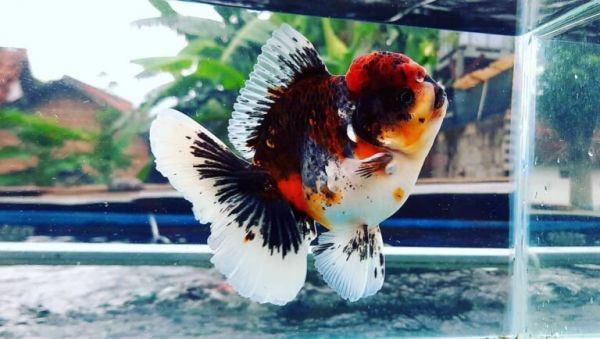 金鱼怎么养?看完就知道了