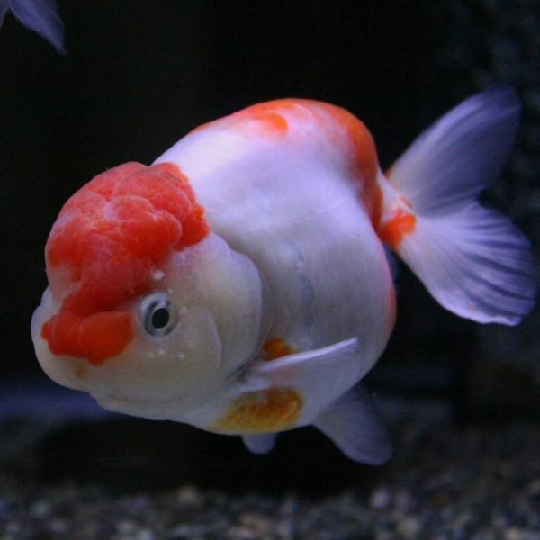 金鱼怎么养?看完就知道了