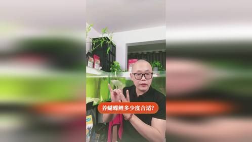 养蝴蝶鲤多少度合适？