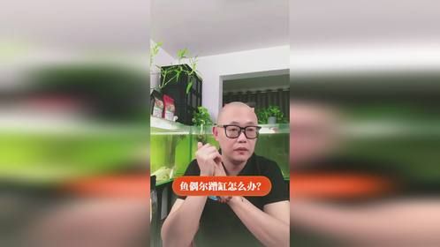 鱼偶尔蹭缸怎么办？