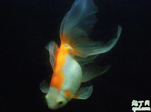 金鱼好养活吗 刚买来金鱼怎么养好2