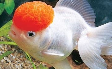 金鱼育儿指南:新手必看,养出健康小鱼!