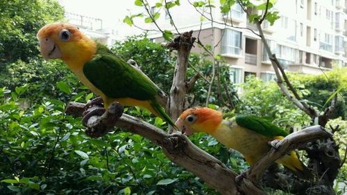 “养鸟宝典:轻松打造温馨鸟巢!”