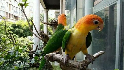 “养鸟宝典:轻松打造温馨鸟巢!”