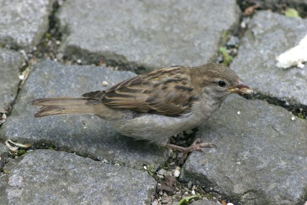 que comen los pajaros bebes