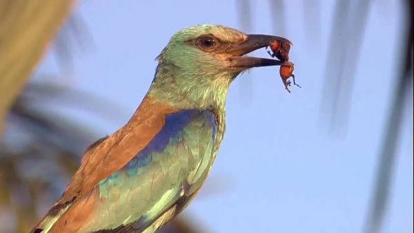 que comen los pajaritos bebes