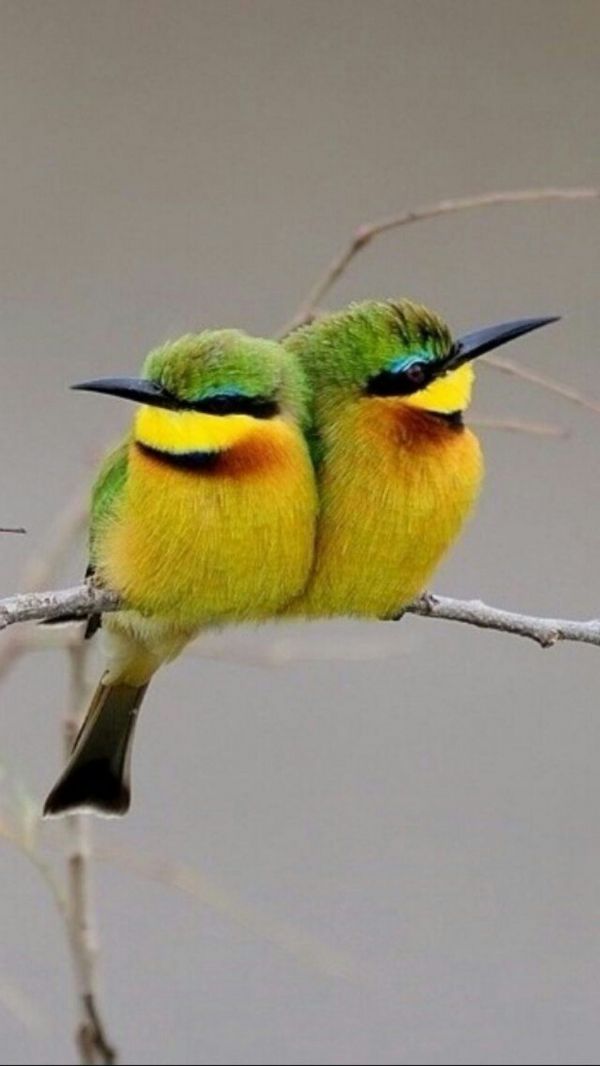 que comen los pajaros bebes