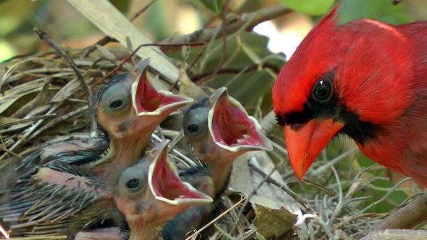 que comen los pajaros bebes
