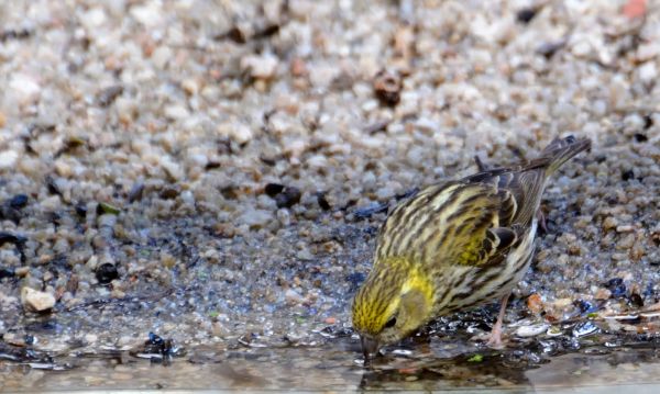 que comen los pajaros bebes
