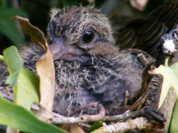 que comen los pajaros bebes