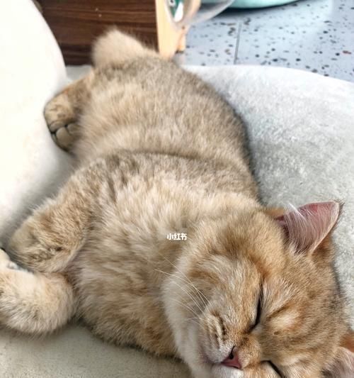 以倒游猫吃什么为主题的饮食指南(探索倒游猫食谱的奥秘)