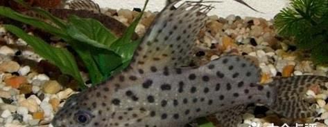 以倒游猫吃什么为主题的饮食指南(探索倒游猫食谱的奥秘)