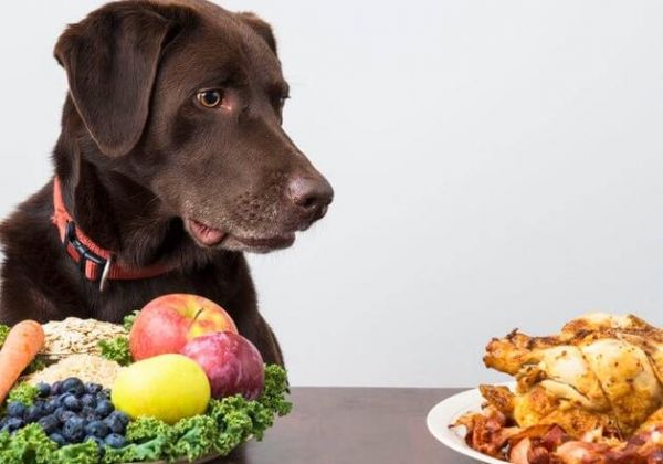 狗狗一直吃素食会怎么样