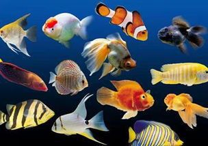 热带鱼≠海水鱼,宠物爱好者必看!