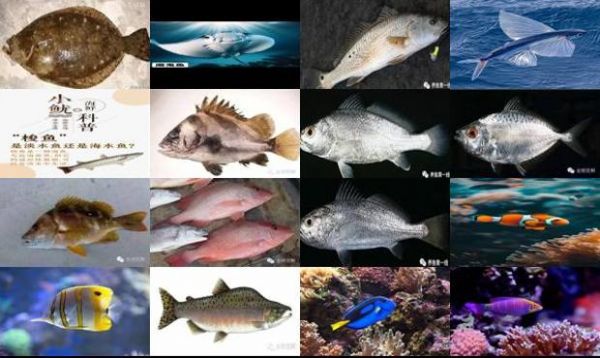 海水鱼类
