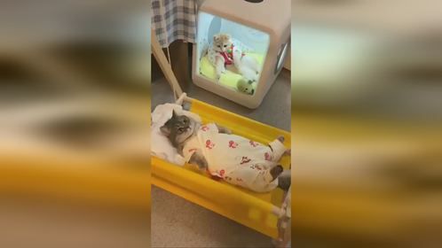 摇摇床和催眠曲是哄猫咪睡觉必备神器