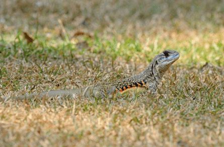 蝴蝶蜥蜴养殖技术