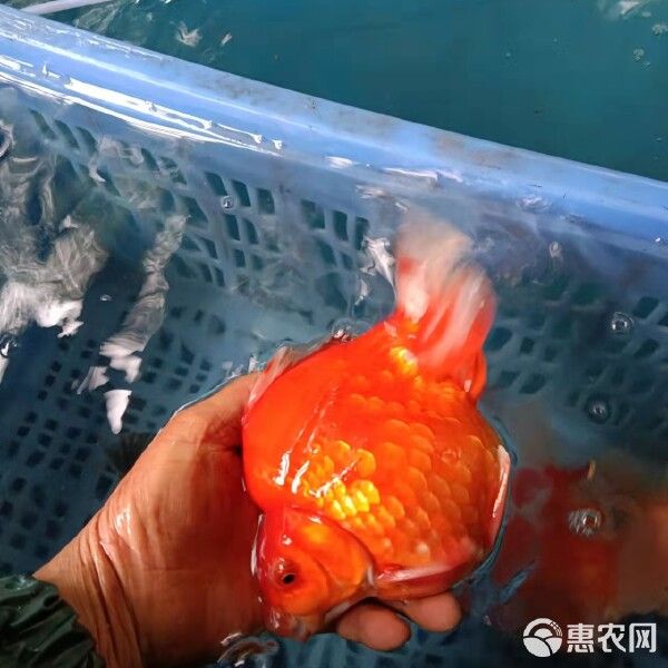 大量批发观赏鱼 金鱼