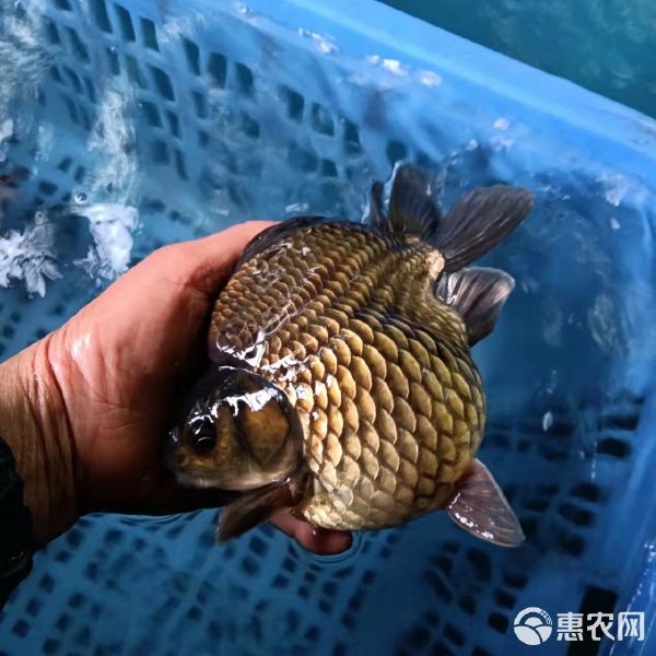 大量批发观赏鱼 金鱼