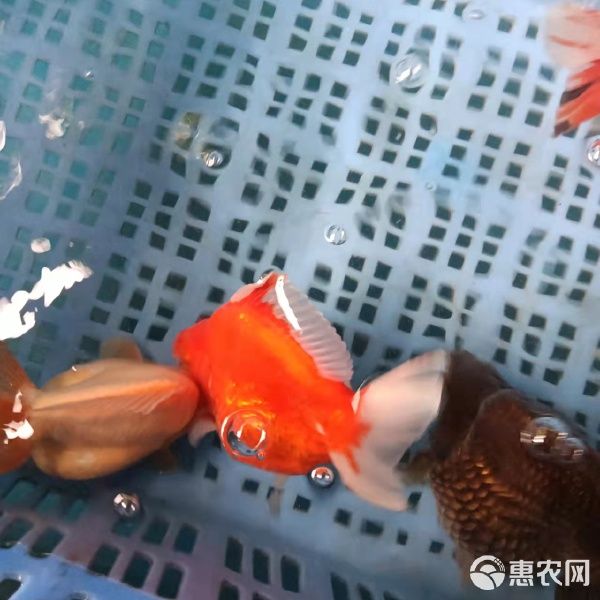 大量批发观赏鱼 金鱼