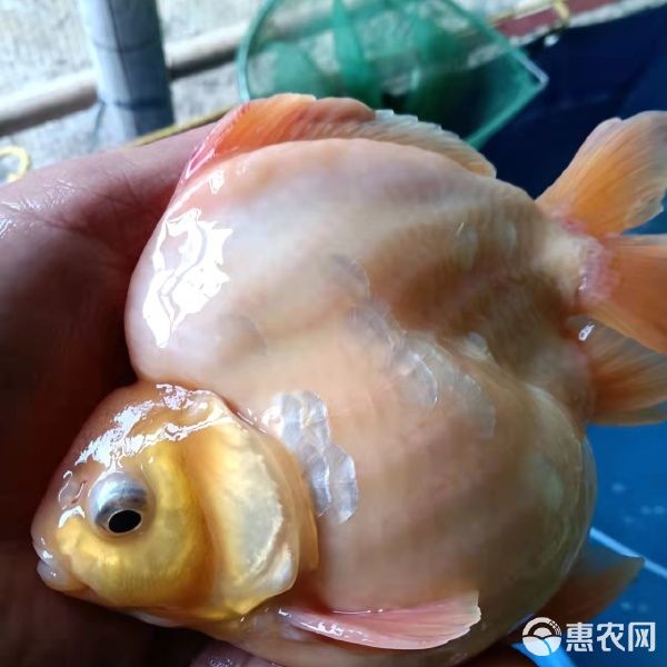 大量批发观赏鱼 金鱼