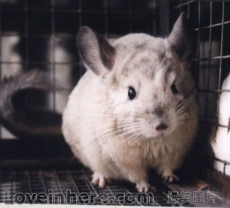 龙猫怀孕了这算是宠物怀孕吗？