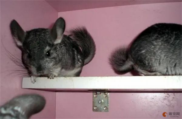 龙猫多长时间繁殖一次 几岁不能生宝宝