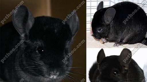 丝绒龙猫——小巧可爱的宠物伴侣（探索丝绒龙猫的独特魅力与养护技巧）