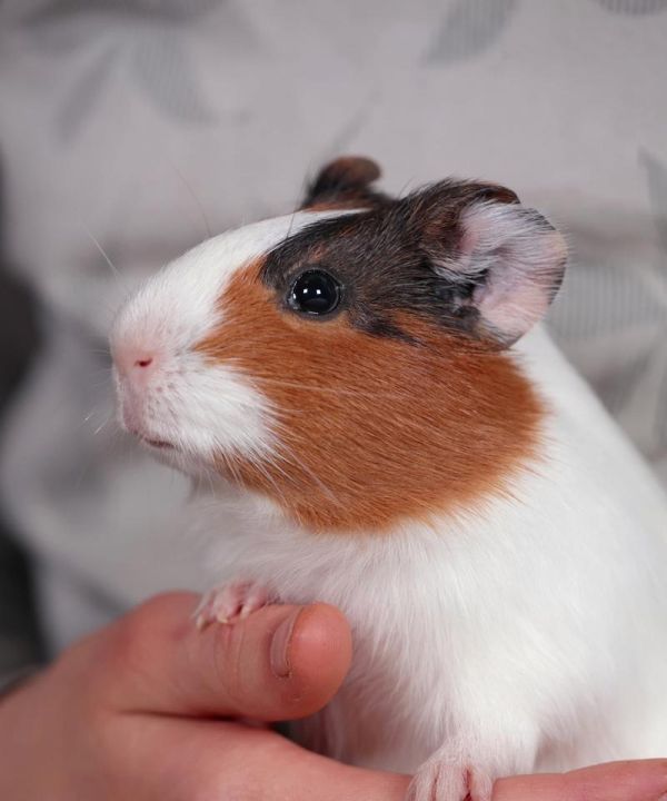 丝绒龙猫——小巧可爱的宠物伴侣（探索丝绒龙猫的独特魅力与养护技巧）