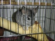 怀孕龙猫如何护理