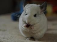 怎样判断龙猫是否怀孕了