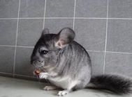 龙猫的颜色及遗传的相关知识