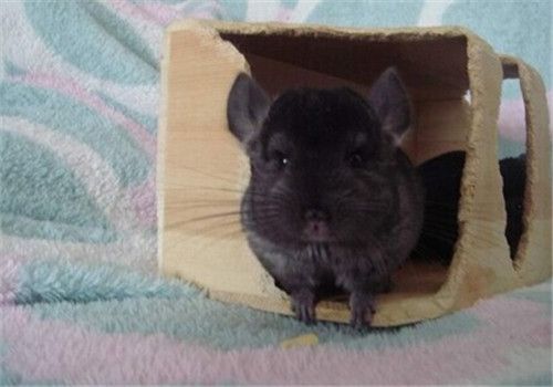 教你如何抱龙猫