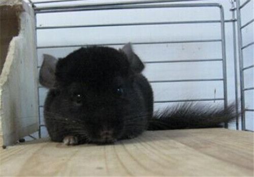 如何照顾龙猫妈妈和小龙猫