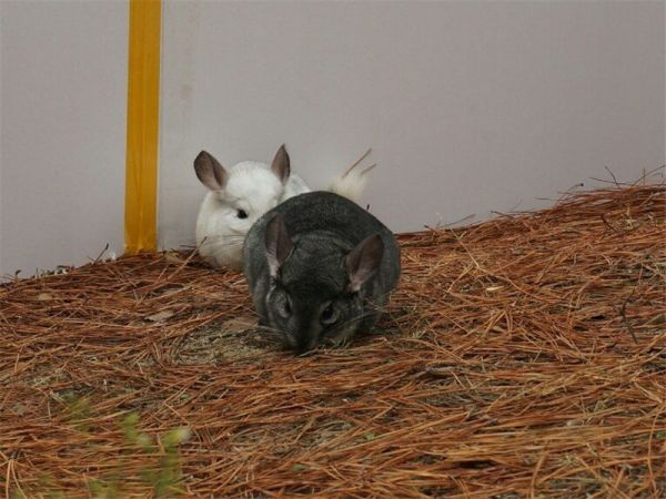 龙猫抽筋的原因有哪些