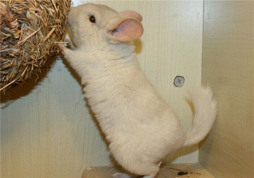 龙猫产后的注意事项