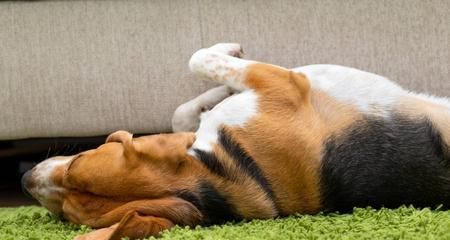 怀孕的可卡犬护理指南（从怀孕前期到分娩后期）