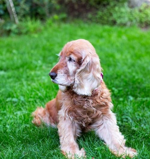 怀孕的可卡犬护理指南（从怀孕前期到分娩后期）