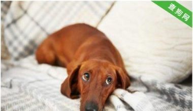 怀孕的可卡犬护理指南（从怀孕前期到分娩后期）